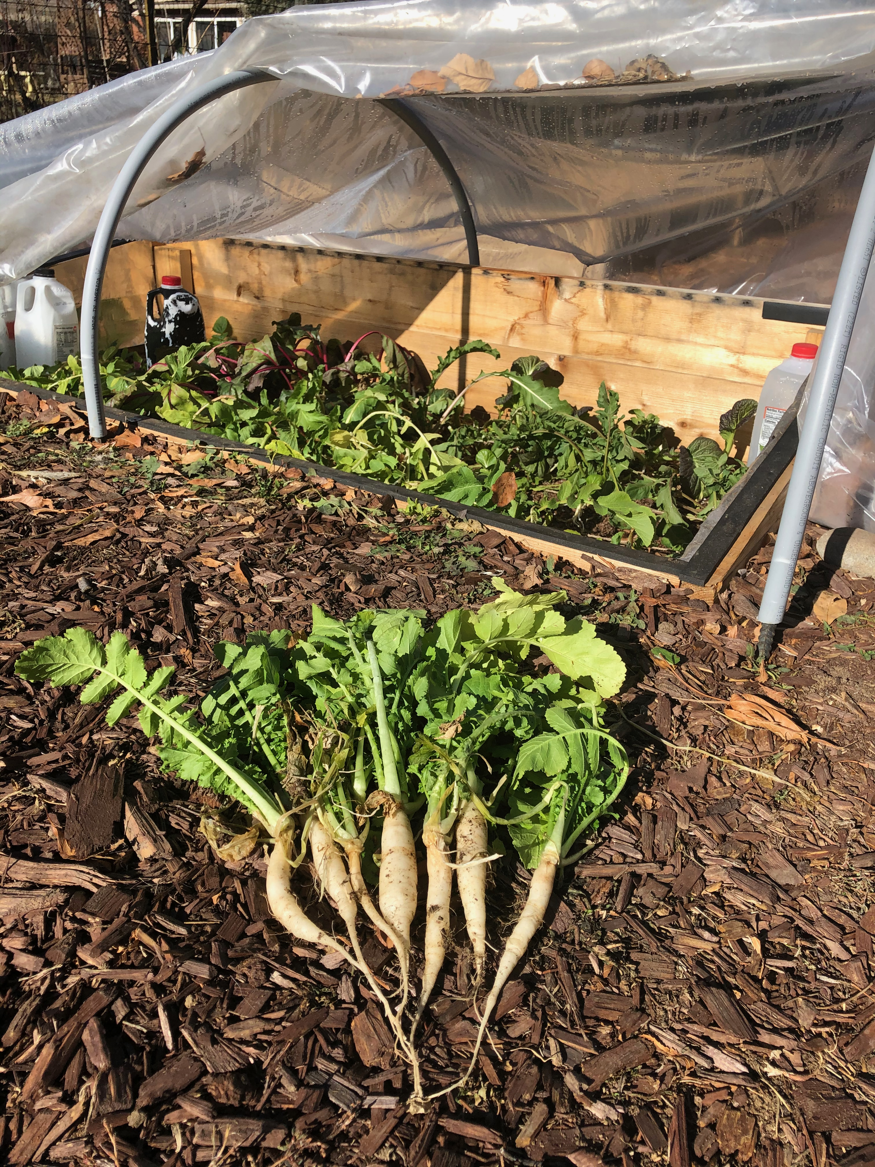 hoop tunnel daikon